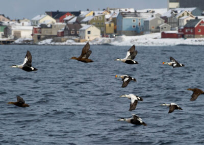 Birdwatching. Visit Varanger Arctic Norway (c) Photo: Biotope