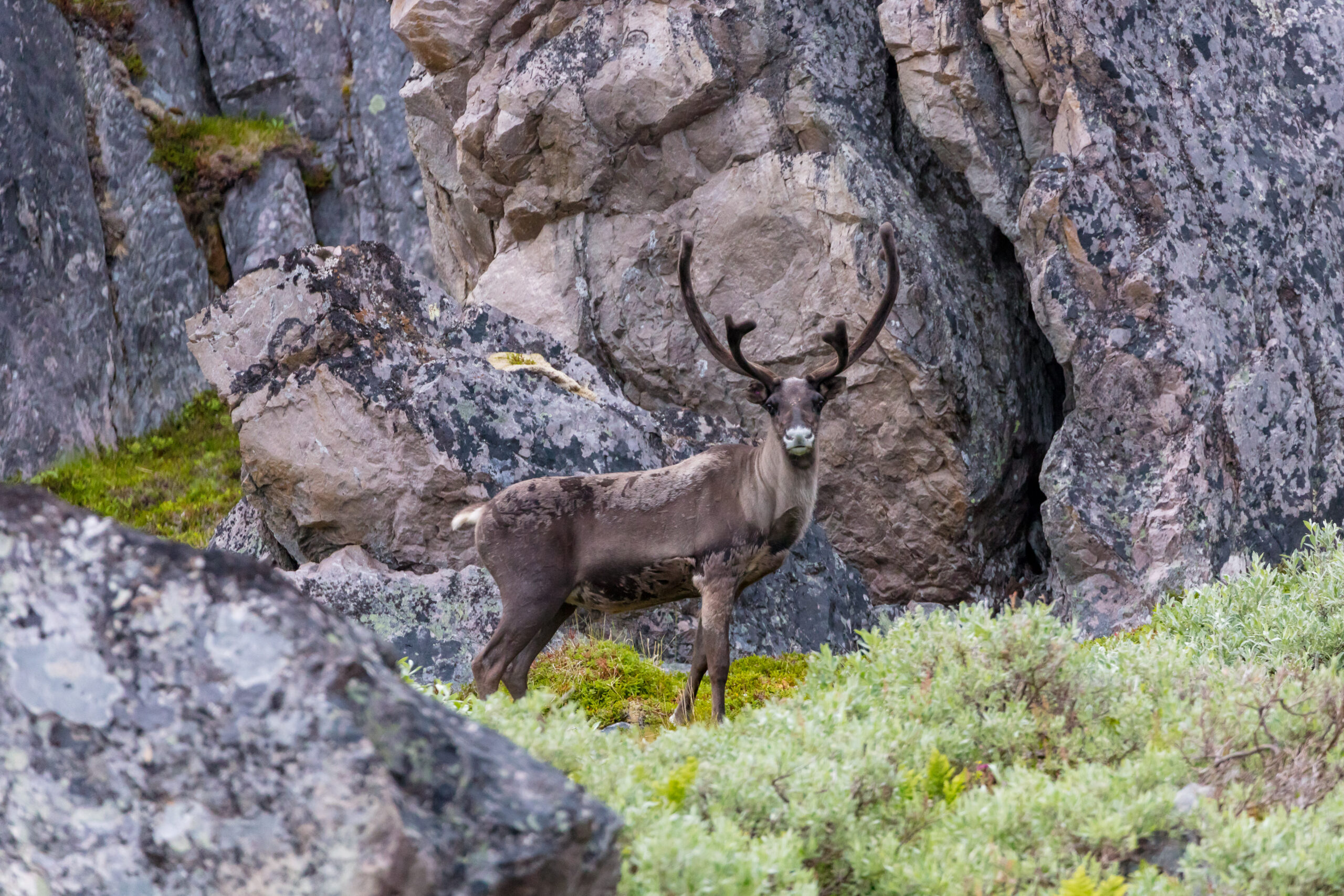 Reindeer in Varanger. (c) FotoKnoff / Visit Varanger Arctic Norway. Coolcation on top of Norway.